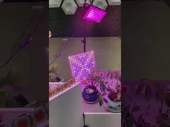 2835 SMD LED PCB tam spektrumlu COB Bitki için LED Büyüme Işığı